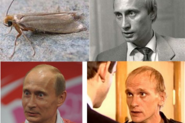 Ссылка на кракен супернет