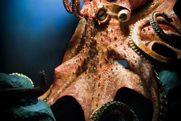 Kraken whitenet ссылка