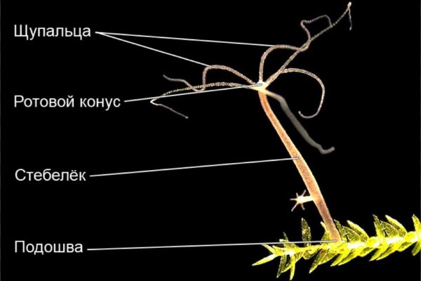 Kraken домен